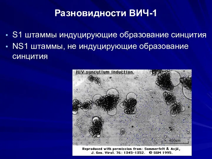 Разновидности ВИЧ-1 S1 штаммы индуцирующие образование синцития NS1 штаммы, не индуцирующие образование синцития