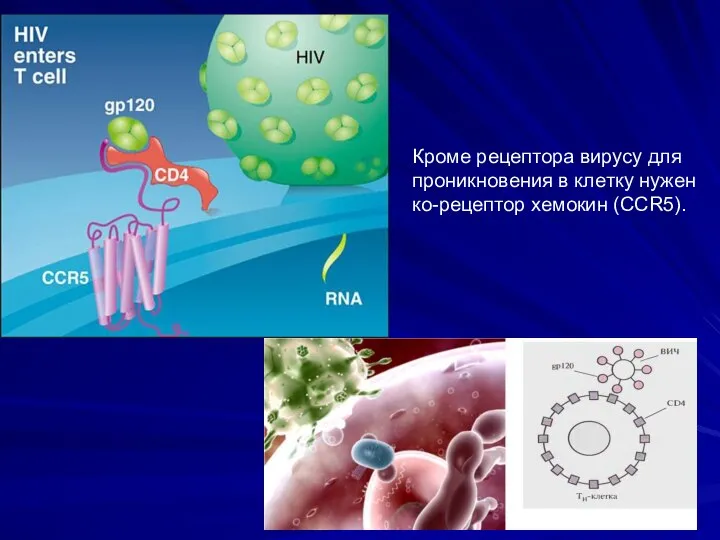 Ре Кроме рецептора вирусу для проникновения в клетку нужен ко-рецептор хемокин (ССR5).