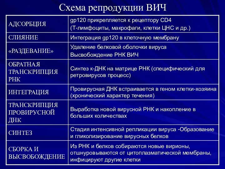 Схема репродукции ВИЧ