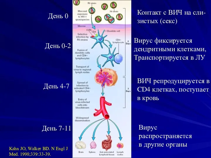 Kahn JO, Walker BD. N Engl J Med. 1998;339:33-39. Контакт с