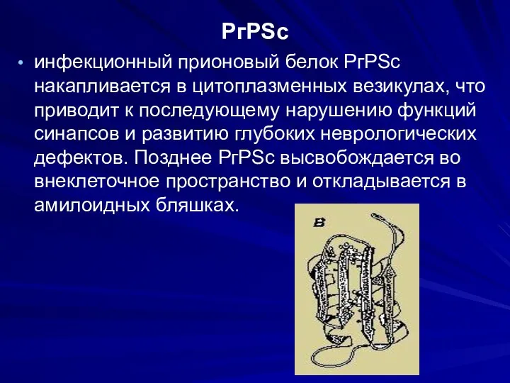 РгРSc инфекционный прионовый белок РгРSс накапливается в цитоплазменных везикулах, что приводит