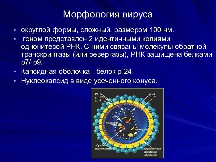 Морфология вируса округлой формы, сложный, размером 100 нм. геном представлен 2