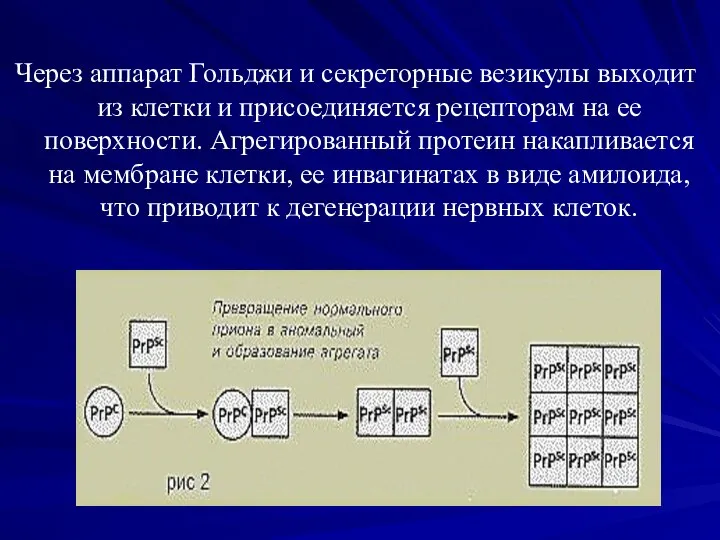 Через аппарат Гольджи и секреторные везикулы выходит из клетки и присоединяется