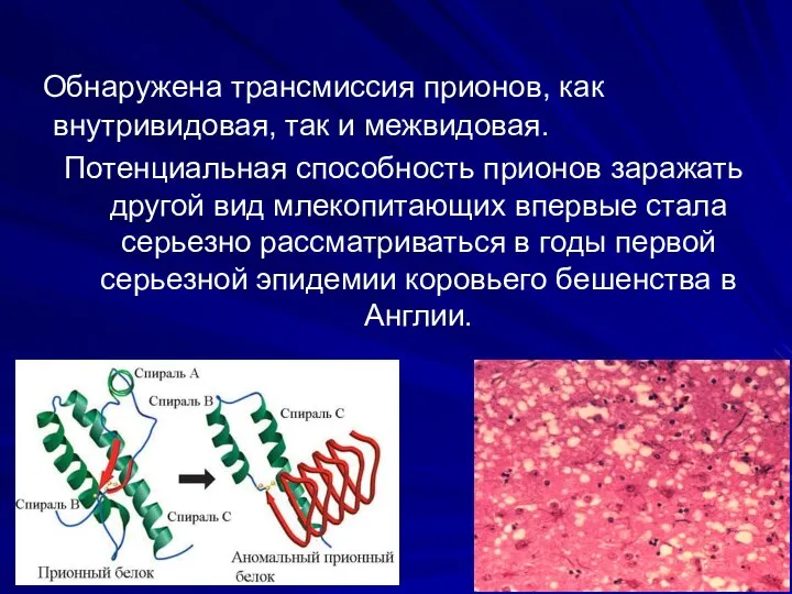 Обнаружена трансмиссия прионов, как внутривидовая, так и межвидовая. Потенциальная способность прионов