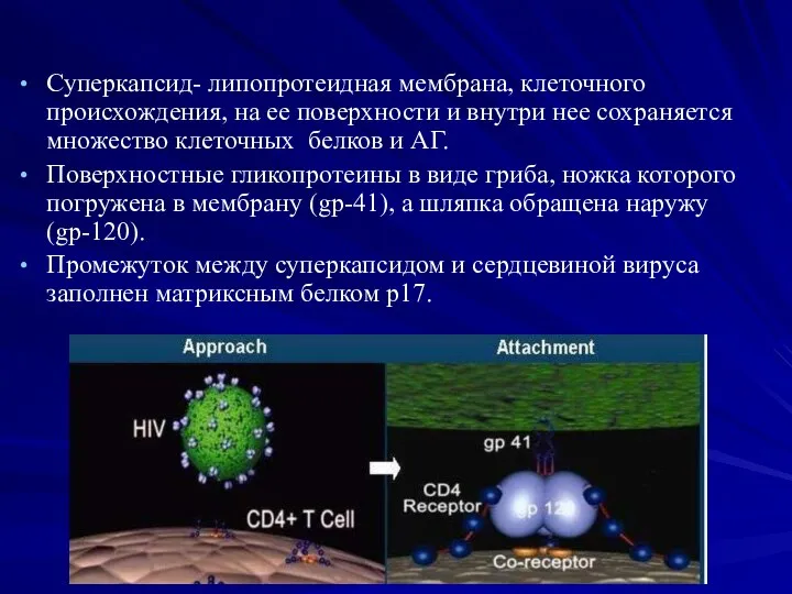 Суперкапсид- липопротеидная мембрана, клеточного происхождения, на ее поверхности и внутри нее