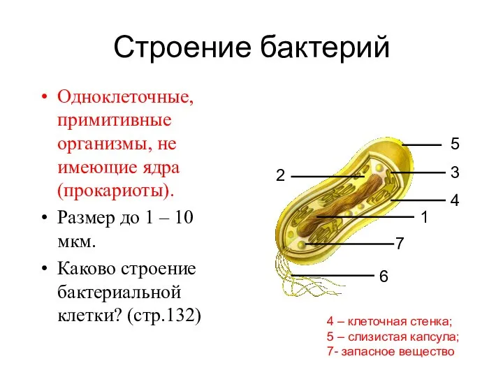 Строение бактерий Одноклеточные, примитивные организмы, не имеющие ядра (прокариоты). Размер до