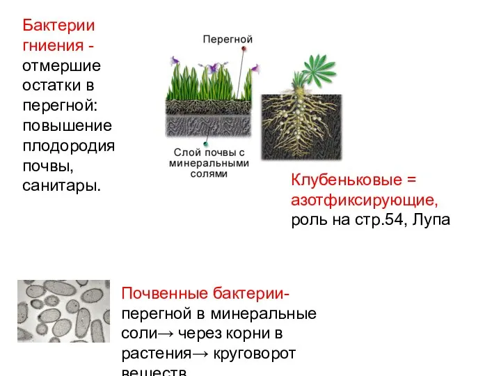 Клубеньковые = азотфиксирующие, роль на стр.54, Лупа Почвенные бактерии- перегной в