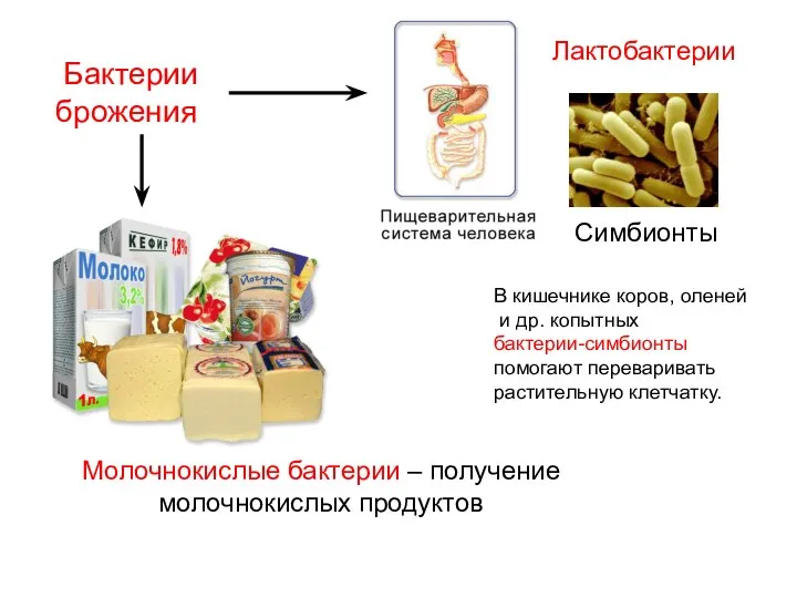 Молочнокислые бактерии – получение молочнокислых продуктов Лактобактерии Симбионты Бактерии брожения В