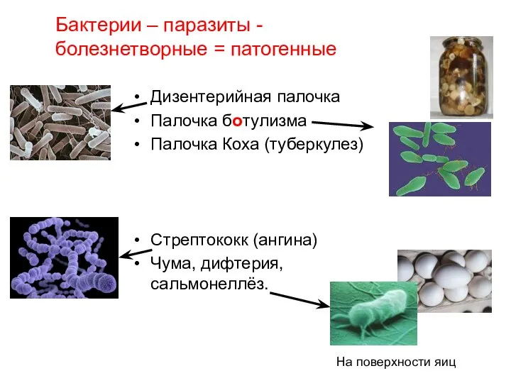 Бактерии – паразиты - болезнетворные = патогенные Дизентерийная палочка Палочка ботулизма