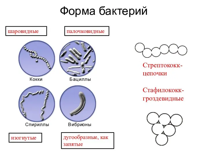 Форма бактерий шаровидные палочковидные дугообразные, как запятые изогнутые Стрептококк- цепочки Стафилококк- гроздевидные