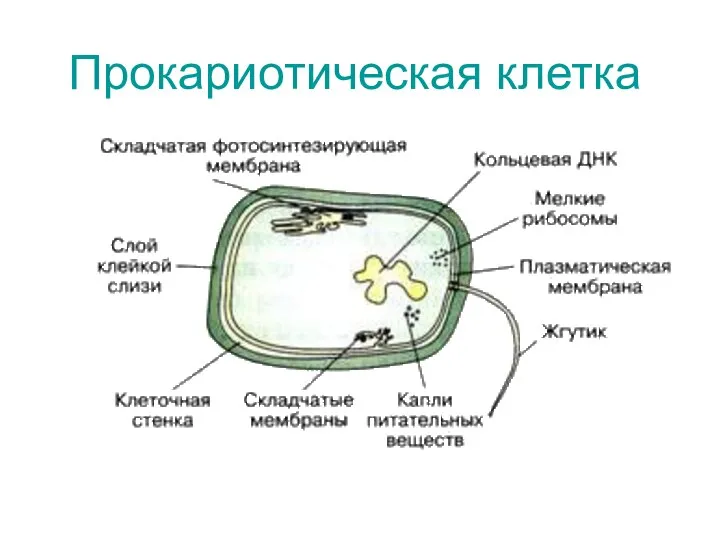 Прокариотическая клетка