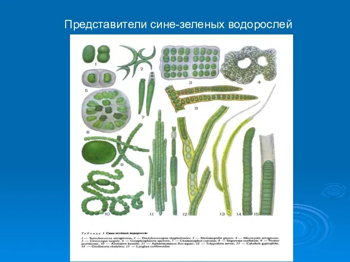 Представители сине-зеленых водорослей