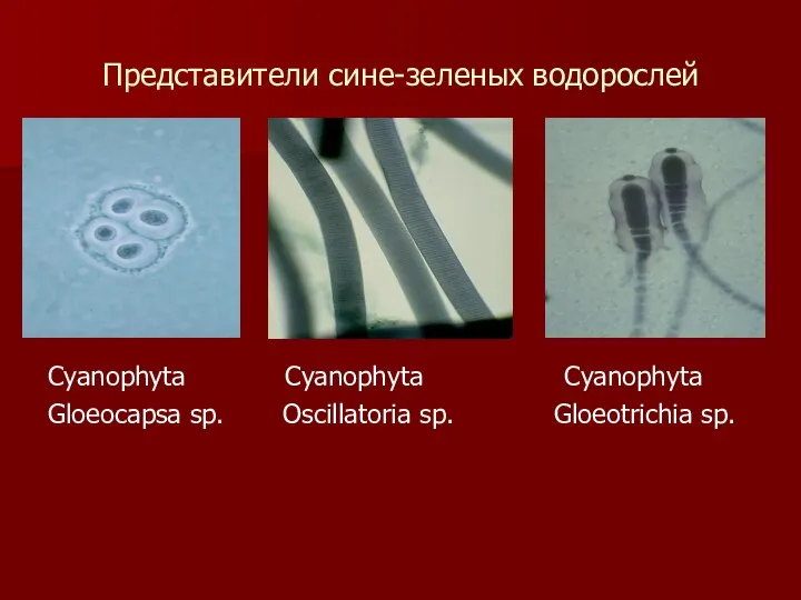 Представители сине-зеленых водорослей Сyanophyta Сyanophyta Сyanophyta Gloeocapsa sp. Oscillatoria sp. Gloeotrichia sp.