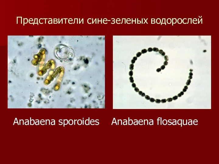 Представители сине-зеленых водорослей Anabaena sporoides Anabaena flosaquae