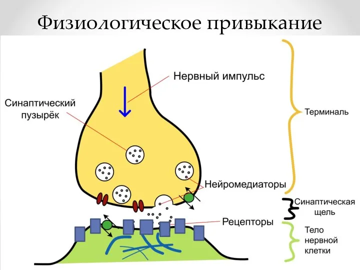 Физиологическое привыкание Рецептор Рецептор АД АД КОФ