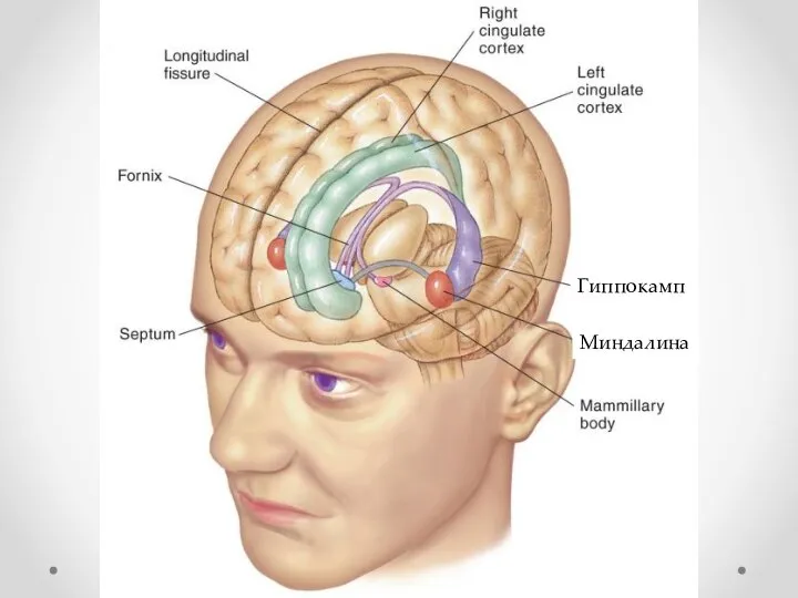 Гиппокамп Миндалина