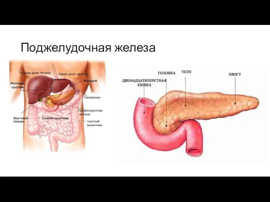 Поджелудочная железа