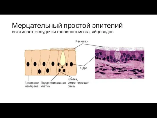 Мерцательный простой эпителий выстилает желудочки головного мозга, яйцеводов