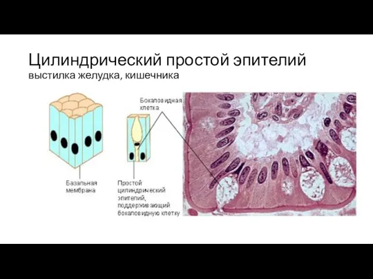 Цилиндрический простой эпителий выстилка желудка, кишечника