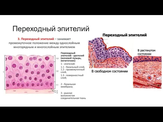 Переходный эпителий