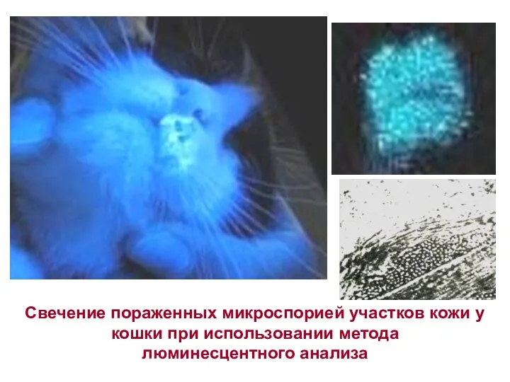 Свечение пораженных микроспорией участков кожи у кошки при использовании метода люминесцентного анализа