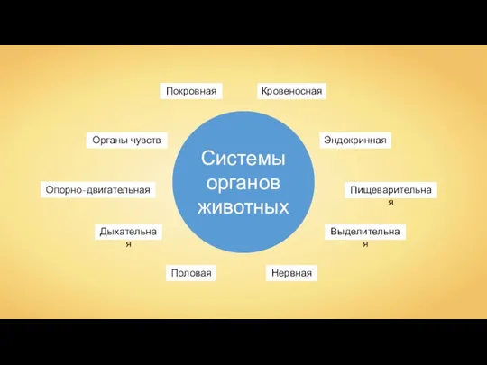 Системы органов животных Кровеносная Дыхательная Опорно-двигательная Пищеварительная Выделительная Покровная Половая Эндокринная Нервная Органы чувств