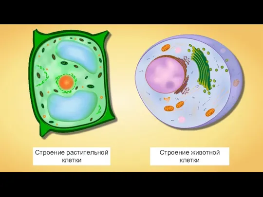 Строение животной клетки Строение растительной клетки
