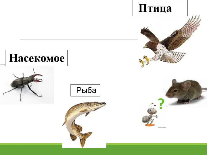 Рыба Насекомое Птица ?