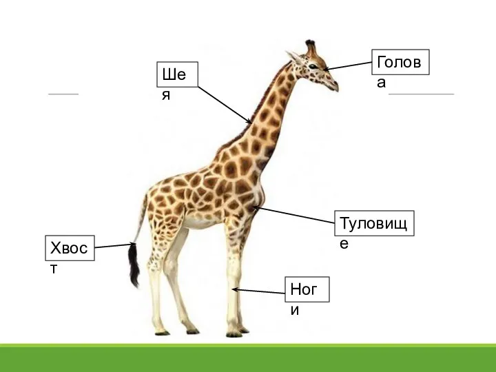Голова Шея Туловище Ноги Хвост