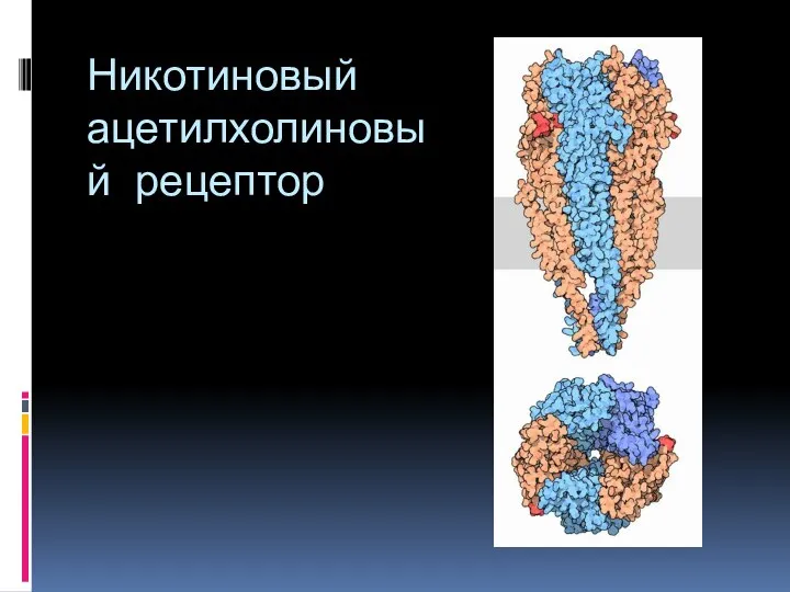 Никотиновый ацетилхолиновый рецептор