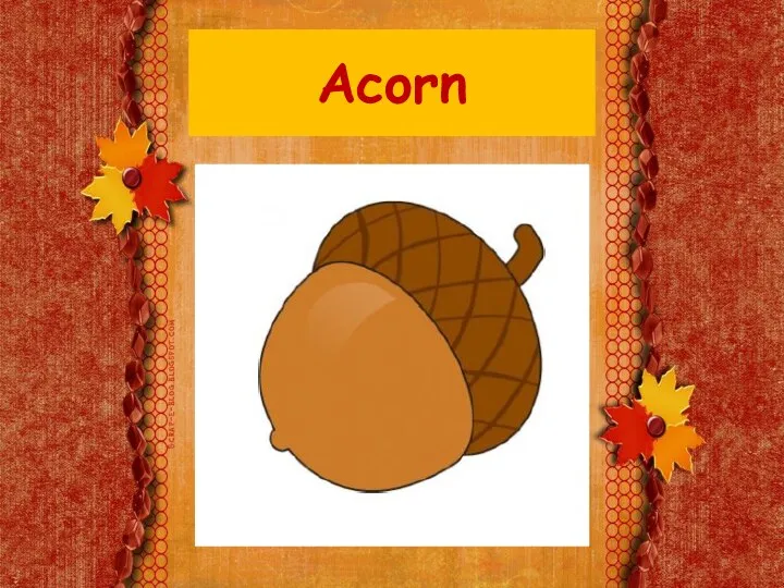 Acorn