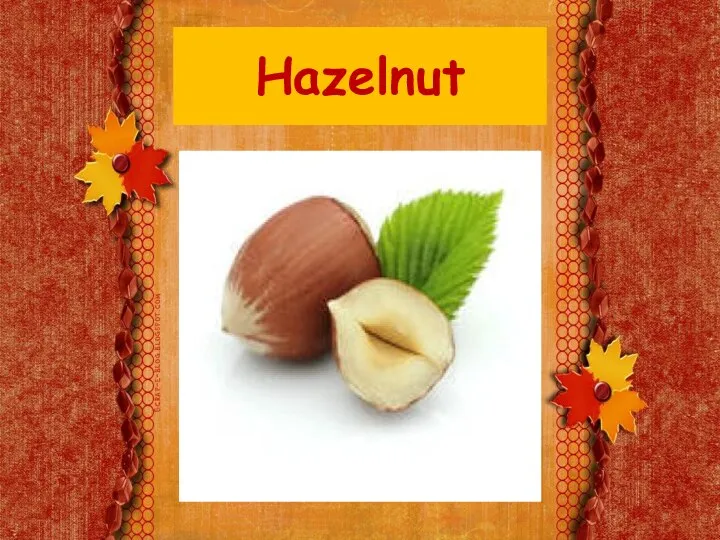 Hazelnut