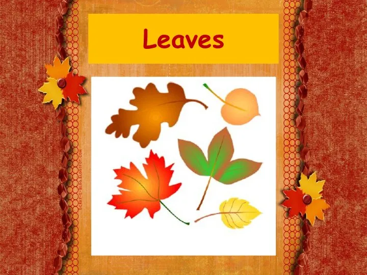 Leaves