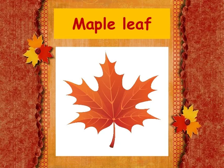 Maple leaf