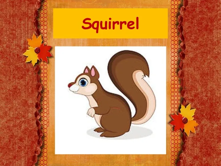 Squirrel