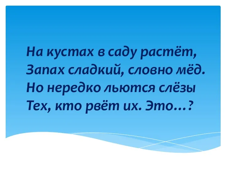 На кустах в саду растёт, Запах сладкий, словно мёд. Но нередко