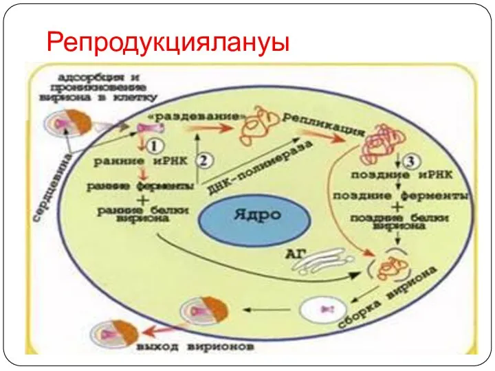 Репродукциялануы