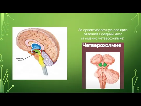 За ориентировочную реакцию отвечает Средний мозг (а именно четверохолмие)