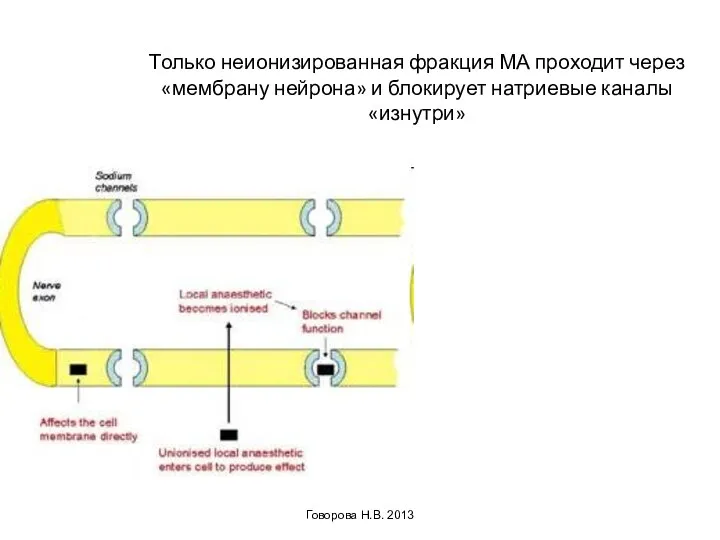 Говорова Н.В. 2013 Только неионизированная фракция МА проходит через «мембрану нейрона» и блокирует натриевые каналы «изнутри»