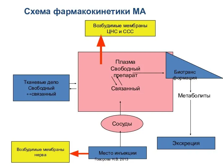 Возбудимые мембраны нерва Экскреция Место инъекции Сосуды Плазма Свободный препарат Связанный