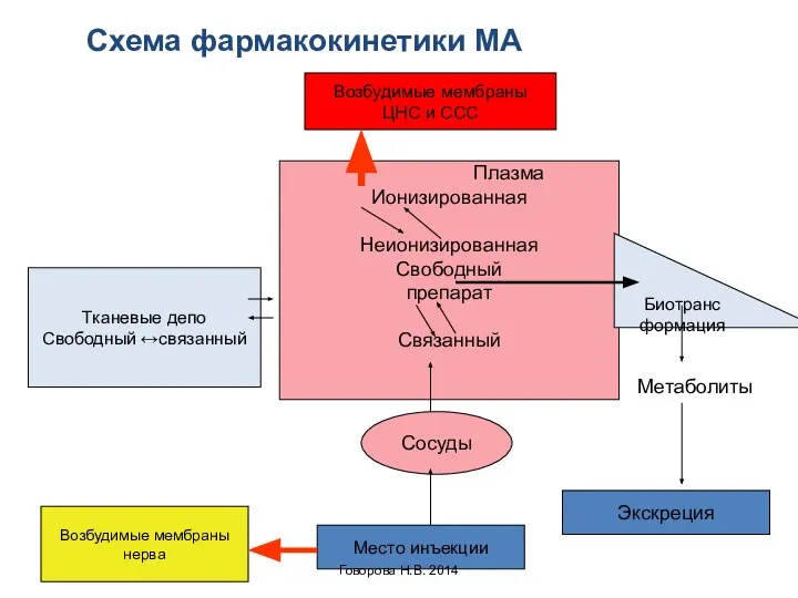 Возбудимые мембраны нерва Экскреция Место инъекции Сосуды Плазма Ионизированная Неионизированная Свободный