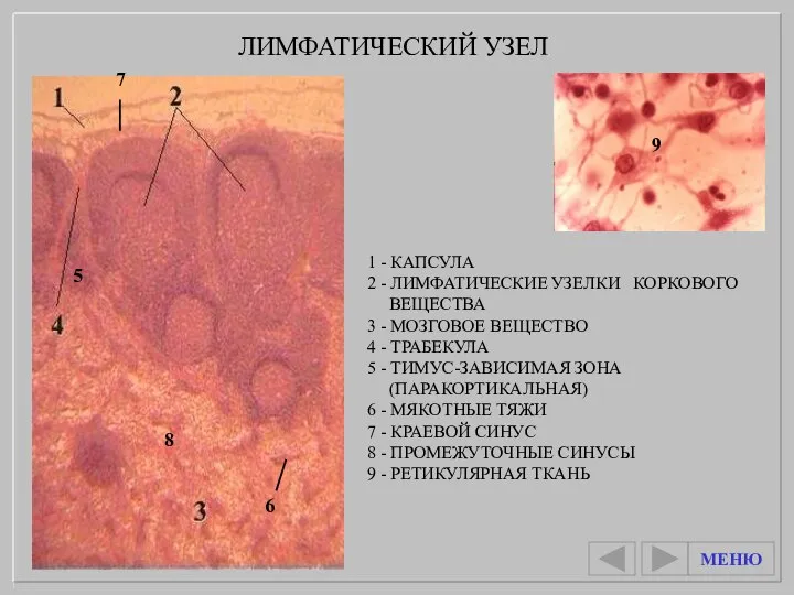 1 - КАПСУЛА 2 - ЛИМФАТИЧЕСКИЕ УЗЕЛКИ КОРКОВОГО ВЕЩЕСТВА 3 -