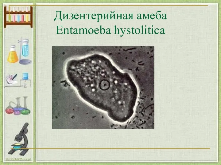 Дизентерийная амеба Entamoeba hystolitica