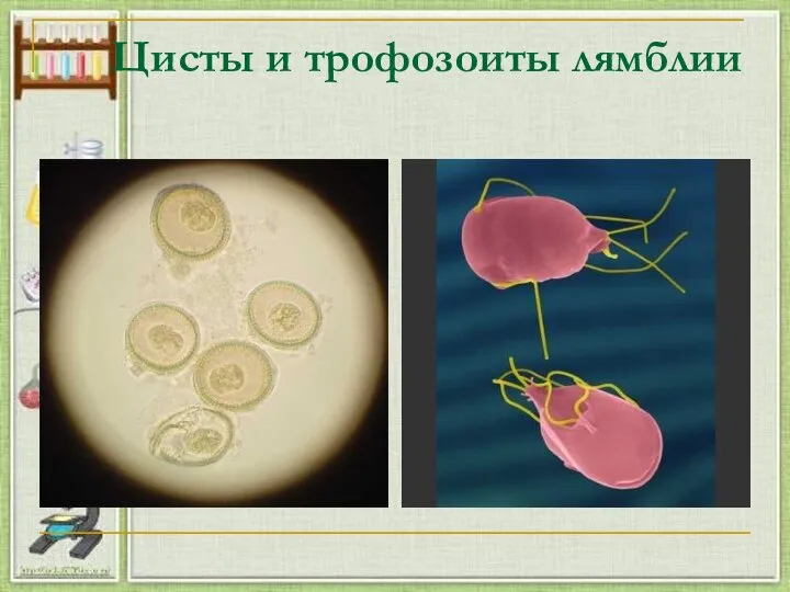 Цисты и трофозоиты лямблии