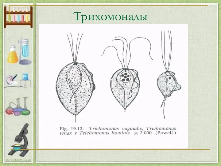 Трихомонады