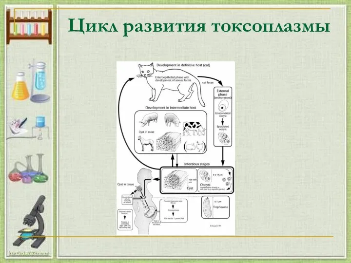 Цикл развития токсоплазмы