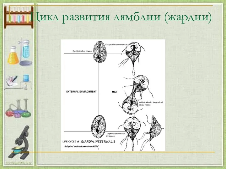 Цикл развития лямблии (жардии)