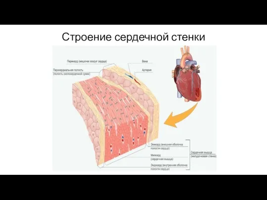 Строение сердечной стенки