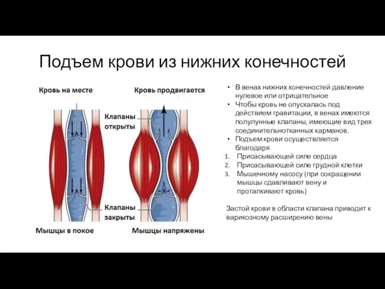 Подъем крови из нижних конечностей В венах нижних конечностей давление нулевое