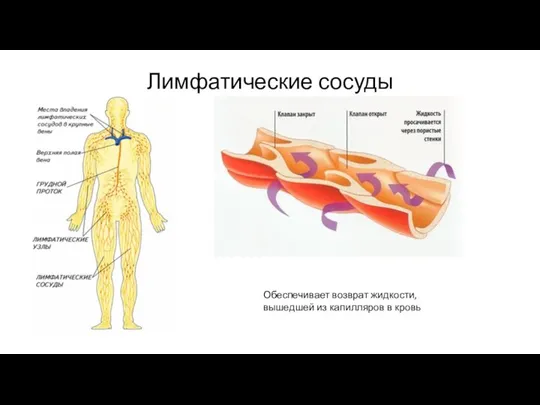 Лимфатические сосуды Обеспечивает возврат жидкости, вышедшей из капилляров в кровь